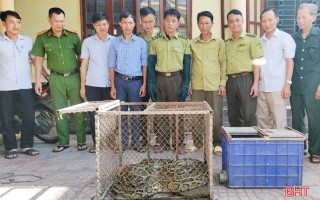 Nhiều lần bị mất gia súc, tá hỏa phát hiện trăn “khủng” trong vườn nhà