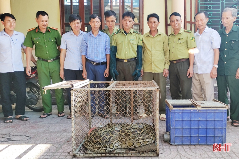 Nhiều lần bị mất gia súc, tá hỏa phát hiện trăn “khủng” trong vườn nhà